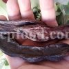 Bulk Ceratonia Siliqua pods for sale. Carob Wholesaler, Supplier, Exporter and Provider. Buy St. John’s Bread with High Quality and Best Price.