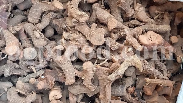 High Quality Greater Galangal Root for Sale. Bulk Alpinia galanga Root Wholesaler, Supplier, Exporter and Provider. Buy Best Quality Siamese Ginger Root with the Best Price.