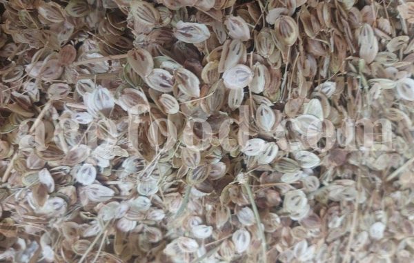 High Quality Aromatic Heracleum Persicum Seeds for sale. Bulk Persian Hogweed. Buy Angelica Seeds with the Best Price. Angelica Golpar for sale.