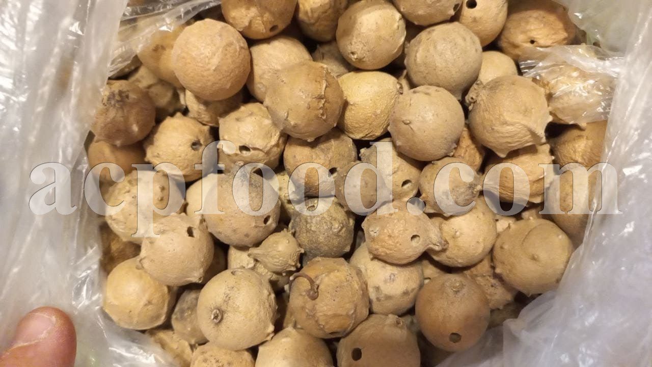 High Quality Bulk Aleppo Oak Gallnuts for Sale. Quercus infectoria Gall Nuts Wholesaler, Supplier, Exporter and Provider. Buy Cyprus Oak Gall with the Best Price.