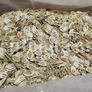 High Quality Aromatic Heracleum Persicum Seeds for sale. Bulk Persian Hogweed Wholesaler, Supplier, Exporter and Provider. Buy Angelica Seeds with the Best Price.