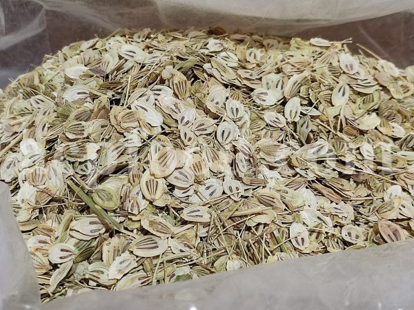 High Quality Aromatic Heracleum Persicum Seeds for sale. Bulk Persian Hogweed. Buy Angelica Seeds with the Best Price. Angelica Golpar for sale.