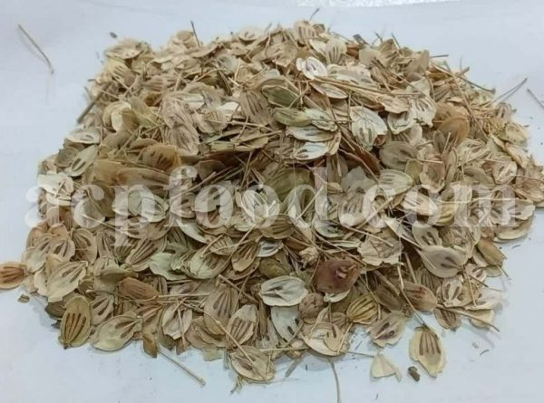 High Quality Aromatic Heracleum Persicum Seeds for sale. Bulk Persian Hogweed. Buy Angelica Seeds with the Best Price. Angelica Golpar for sale.