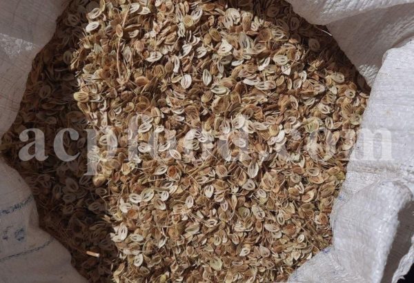 High Quality Aromatic Heracleum Persicum Seeds for sale. Bulk Persian Hogweed. Buy Angelica Seeds with the Best Price. Angelica Golpar for sale.