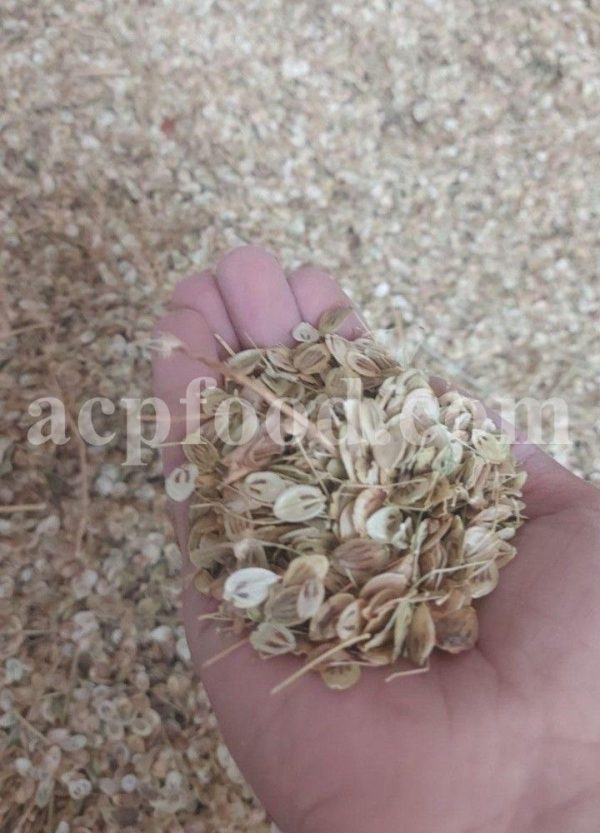 High Quality Aromatic Heracleum Persicum Seeds for sale. Bulk Persian Hogweed. Buy Angelica Seeds with the Best Price. Angelica Golpar for sale.