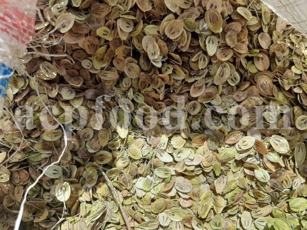 High Quality Aromatic Heracleum Persicum Seeds for sale. Bulk Persian Hogweed. Buy Angelica Seeds with the Best Price. Angelica Golpar for sale.