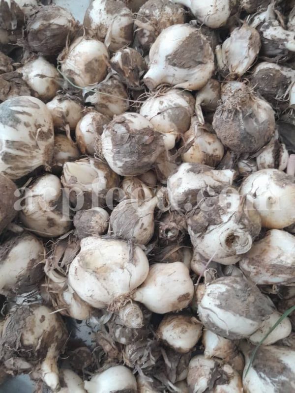 High Quality Persian Shallot (Allium ascalonicum) for Sale. Bulk Wild Onion for Sale. Ornamental Onion (Allium jesdianum) Wholesaler, Supplier, Exporter and Provider. Buy Wild Garlic with the Best Price