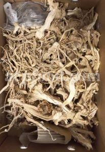 Citrullus Colocynthis dried root for sale.