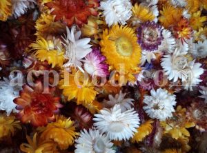 Bellis Perennis (Daisy) Flower for Sale.