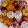 High Quality Bulk Dried Daisy for Sale. Bellis perennis Dried Flowers Wholesaler, Supplier, Exporter and Provider. Buy Five-star Common Daisy with the Best Price.