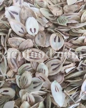High Quality Aromatic Heracleum Persicum for sale. Bulk Persian Hogweed Wholesaler, Supplier, Exporter and Provider. Buy Angelica Seeds with the Best Price.