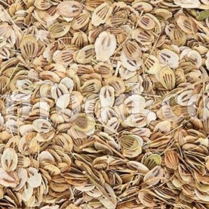 High Quality Aromatic Heracleum Persicum Seeds for sale. Bulk Persian Hogweed Wholesaler, Supplier, Exporter and Provider. Buy Angelica Seeds with the Best Price.