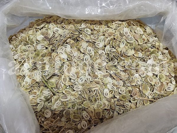 High Quality Aromatic Heracleum Persicum Seeds for sale. Bulk Persian Hogweed. Buy Angelica Seeds with the Best Price. Angelica Golpar for sale.