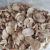 High Quality Persian Shallot (Allium ascalonicum) for Sale. Bulk Wild Onion for Sale. Ornamental Onion (Allium jesdianum) Wholesaler, Supplier, Exporter and Provider. Buy Wild Garlic with the Best Price