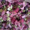 Bulk echte heemst bloemen te koop. Althaea officinalis Bloemengroothandel, leverancier, exporteur en aanbieder. Koop echte heemstbloemen van hoge kwaliteit tegen de beste prijs. Koop Althaea Rosea-bloemen.