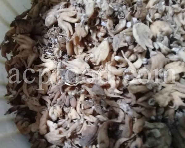 Orchis Maculata root for sale.