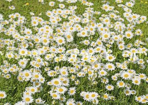 Bellis Perennis for sale. Daisy for sale.