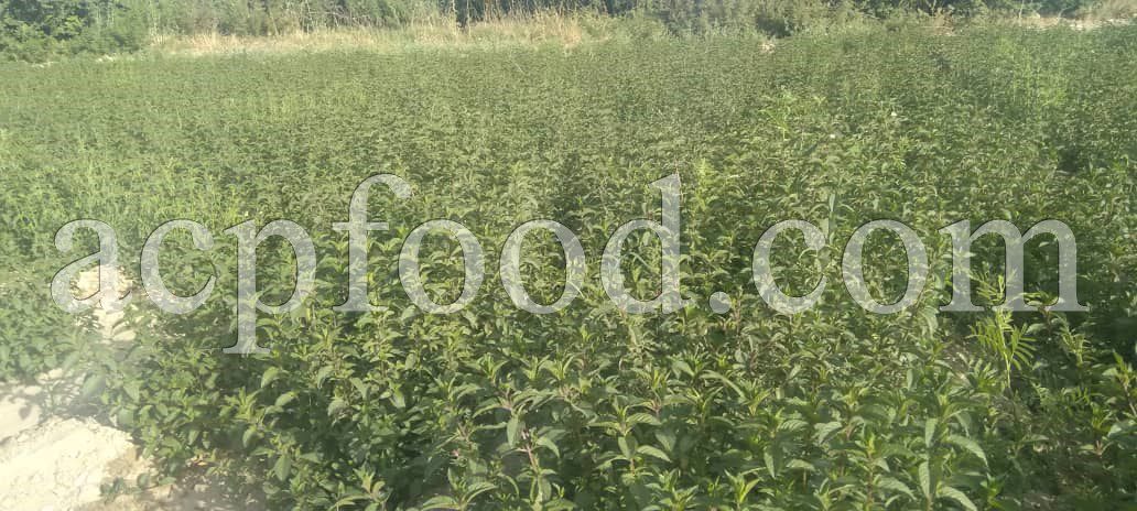 Bulk Peppermint for sale. Mentha Piperita Leaves and Roots Wholesaler, Supplier, Exporter and Provider. Buy High Quality Peppermint with the Best Price.