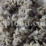 Bulk Stachys lavandulifolia for sale. Pink Cotton Lamb’s Ear Wholesaler, Supplier, Exporter and Provider. Buy High Quality Stachys with the Best Price.