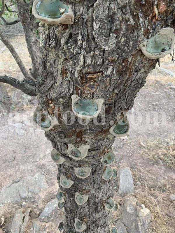 High Quality Bulk Persian Turpentine for sale. Pistacia atlantica Resin Wholesaler, Supplier, Exporter and Provider. Buy Atlantic Mastic Tree Resin. Purchase Best Quality Mount Atlas Mastic Resin with the best Price.
