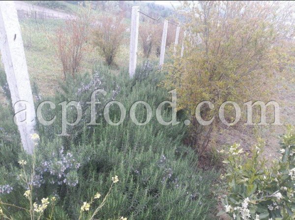 Rosmarinus Officinalis for sale. Rosemary for sale.
