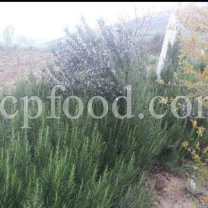 Rosmarinus Officinalis for sale. Rosemary for sale.