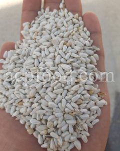 Carthamus Tinctorius seed for sale. Safflower seed for sale.