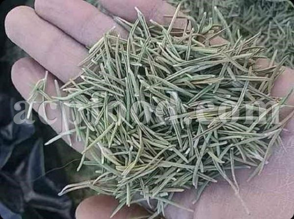 High Quality Bulk Rosemary for Sale. Extraordinary Aromatic Rosmarinus officinalis Leaves Wholesaler, Supplier, Exporter and Provider. Buy Rosemary with the Best Price.