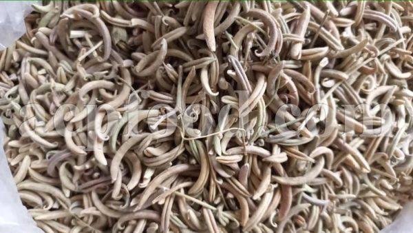 High Quality Yellow Sweet Clover Wholesaler, Supplier, Exporter and Provider. We sell Melilotus officinalis Flowers to manufacturers, factories and wholesalers in many industries. Buy Field Melilot with the best Price.