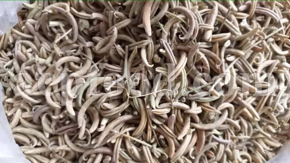 High Quality Milk Vetch Flower and Fruit Wholesaler, Supplier, Exporter and Provider. We sell Astragalus hamosus Flowers to manufacturers, factories and wholesalers in many industries. Buy Yellow Milk Vetch with the best Price.