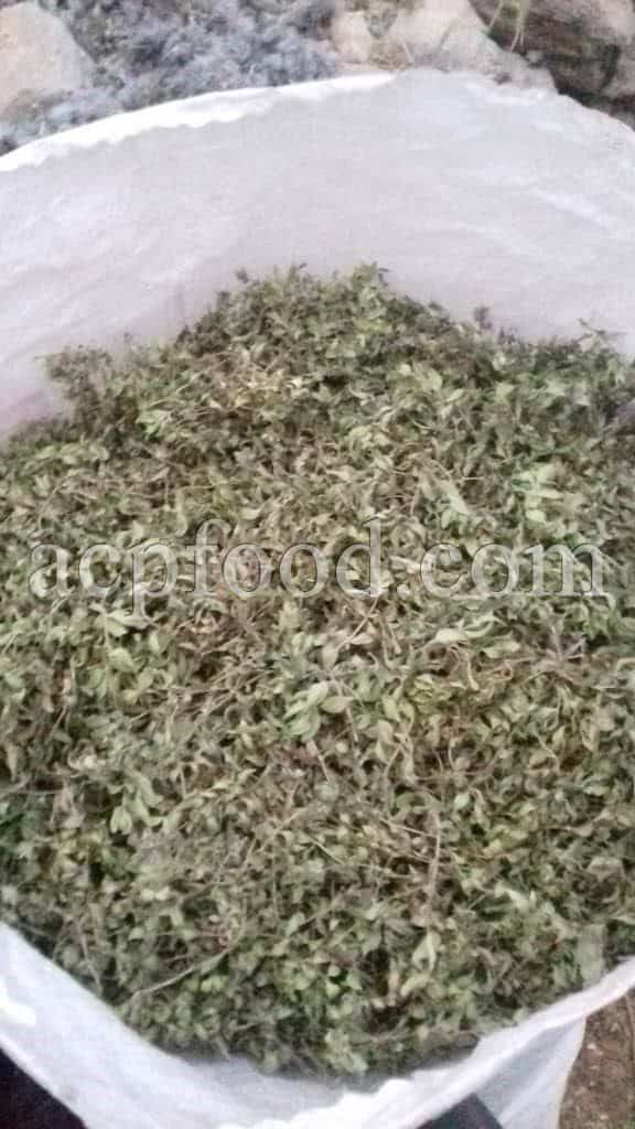 Thyme for sale. Thymus Serpyllum for sale. Thymus Vulgaris for sale.