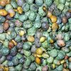 High Quality Bulk Wild Pistachio for sale. Pistacia atlantica, Pistacia terebinthus and Pistacia khinjuk fruits Wholesaler, Supplier, Exporter and Provider.