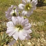 Bulk Marshmallow Flowers for Sale. Althaea officinalis Flowers Wholesaler, Supplier, Exporter and Provider. Buy High Quality Hollyhock Flowers with the Best Price. Purchase Althaea Rosea Flowers.