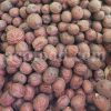 Bulk Jujube for Sale. High Quality Ziziphus jujuba Fruit Wholesaler, Supplier, Exporter and Provider. Buy High Quality Chinese Date with the Best Price.