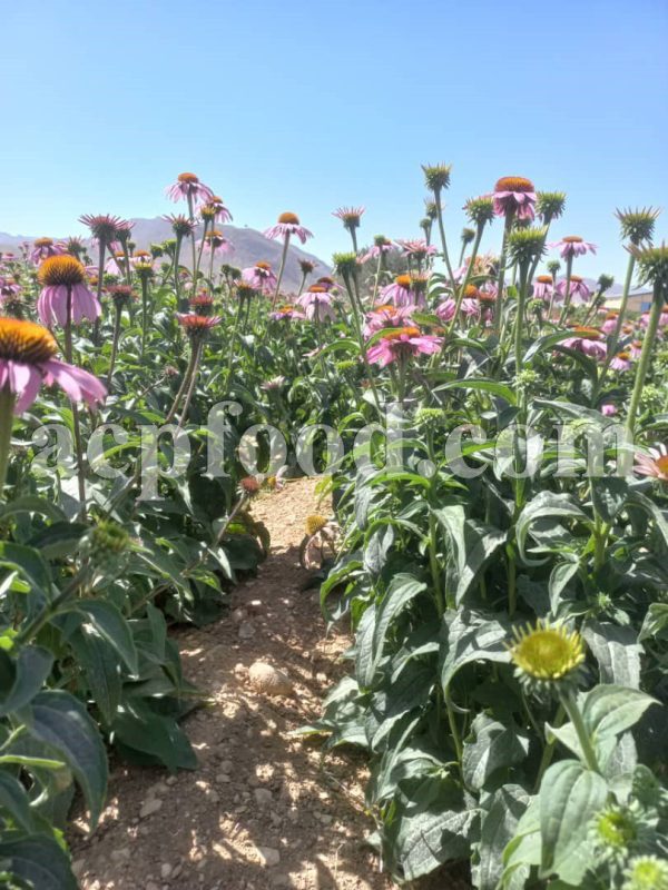 Bulk Echinacea for sale. Purple Coneflower Wholesaler, Supplier, Exporter and Provider. Buy High Quality Echinacea purpurea Dried Flowers and Leaves with the Best Price.