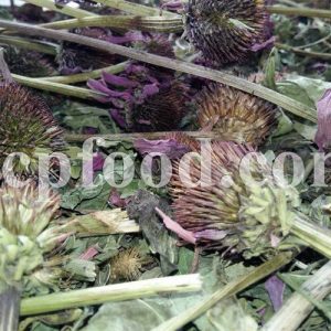 Echinacea for sale