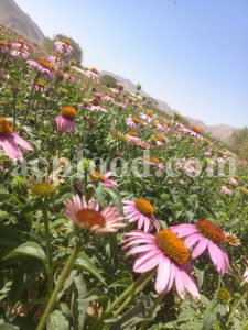 Echinacea for sale.