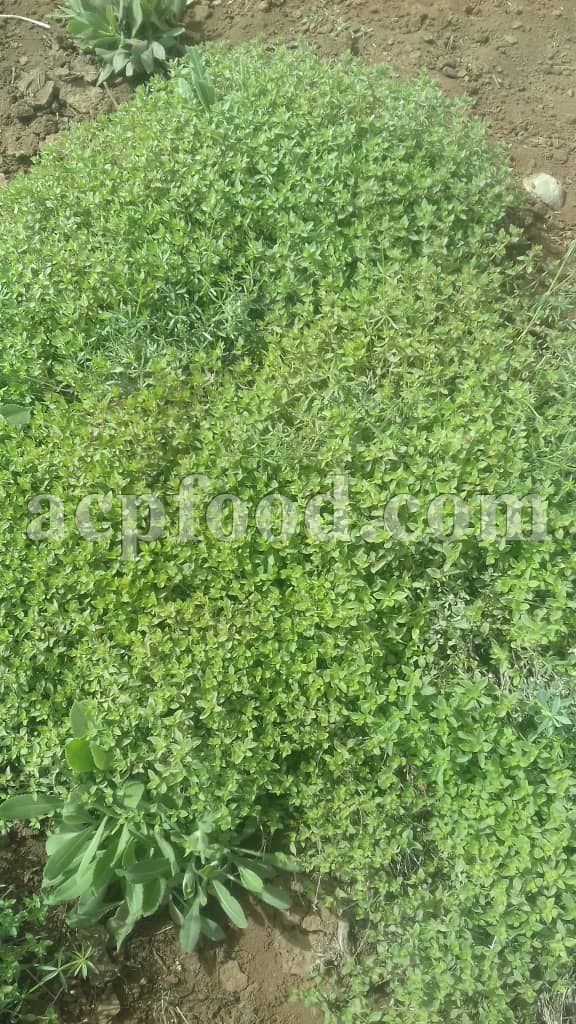 Bulk Origanum Vulgare for sale. Oregano Wholesaler, Supplier, Exporter and Provider. Buy High Quality Oregano with the Best Price.