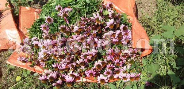 Bulk Echinacea for sale. Purple Coneflower Wholesaler, Supplier, Exporter and Provider. Buy High Quality Echinacea purpurea Dried Flowers and Leaves with the Best Price.
