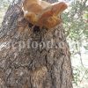 Bulk Agarikon Mushroom for sale. Fomitopsis officinalis Wholesaler, Supplier, Exporter and Provider. Buy High Quality Quinine Conk Mushroom with the Best Price.