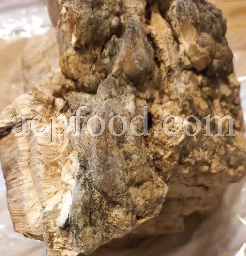 Bulk Agarikon Mushroom for sale. Fomitopsis officinalis Wholesaler, Supplier, Exporter and Provider. Buy High Quality Quinine Conk Mushroom with the Best Price.