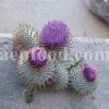 Bulk Silybum Marianum Seeds and Flowers for Sale. Milk Thistle Flowers and Seeds Wholesaler, Supplier, Exporter and Provider. Buy High Quality Lady’s Thistle with the Best Price.