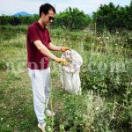 Bulk Silybum Marianum Seeds and Flowers for Sale. Milk Thistle Flowers and Seeds Wholesaler, Supplier, Exporter and Provider. Buy High Quality Lady’s Thistle with the Best Price.