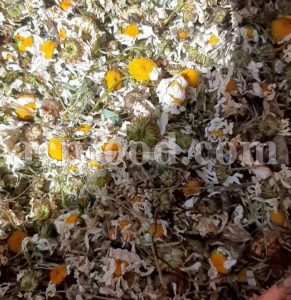 Bulk Chamomile Flowers for sale. Chamomiles Wholesaler, Supplier, Exporter and Provider. Buy High Quality Chamomile Flowers with the Best Price.