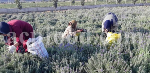 Bulk Dried Lavender for sale. Dried Lavender Wholesaler, Supplier, Exporter and Provider. Buy High Quality Dried Lavender with the Best Price.