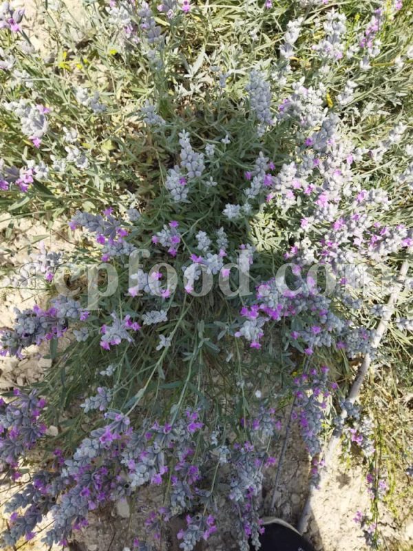 Bulk Dried Lavender for sale. Dried Lavender Wholesaler, Supplier, Exporter and Provider. Buy High Quality Dried Lavender with the Best Price.