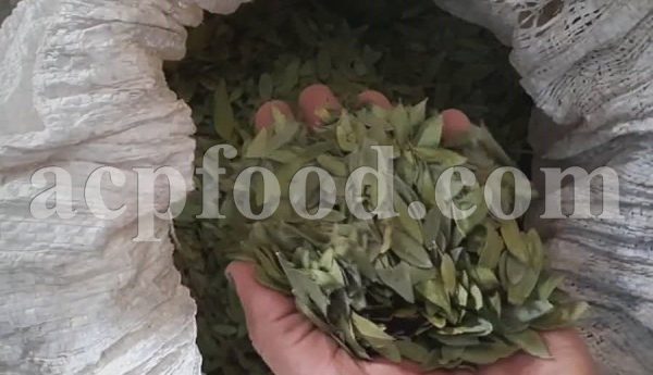 Bulk Myrtle Leaves and Fruits for Sale. Myrtle Leaf and Fruit Wholesaler, Supplier, Exporter and Provider. Buy High Quality Myrtus Communis Leaves and Fruits with the Best Price.