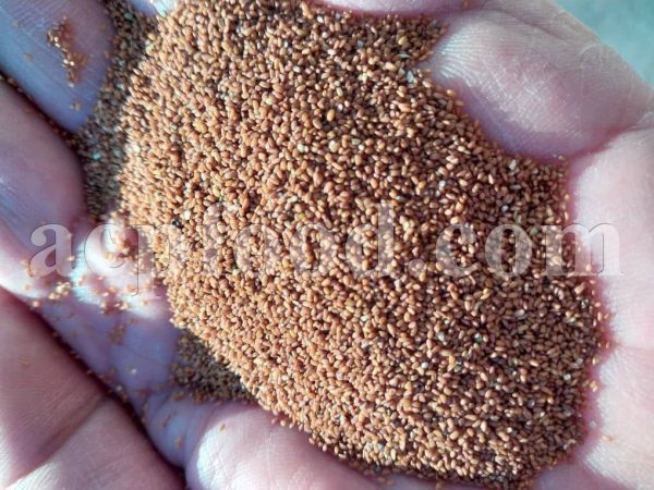 Bulk Flixweed seeds for sale. Flixweed Seed Wholesaler, Supplier, Exporter and Provider. Buy Flixweed Seeds with the Best Quality and Price.
