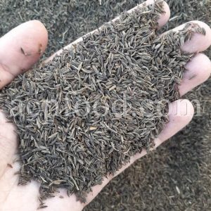 Caraway seed for sale.