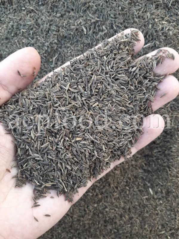Bulk Caraway Seeds for Sale. Caraway Seed Wholesaler, Supplier, Exporter and Provider. Buy Caraway Seeds with the Best Quality and Price.